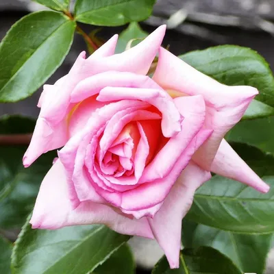 Земляная роза: выберите картинку с разным размером и форматом