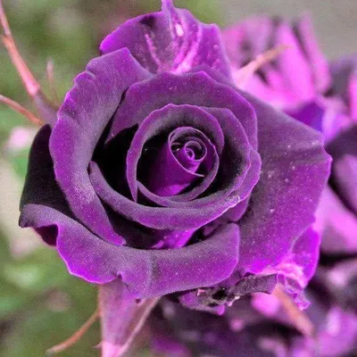 Фото Земляной розы: выберите размер и формат (jpg, png, webp)