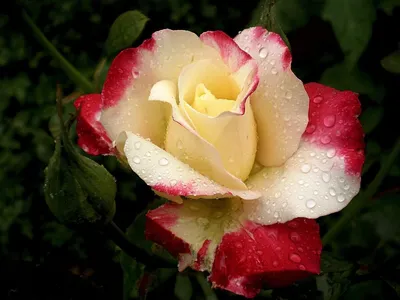 Земляная роза: фотка на ваш выбор (jpg, png, webp)