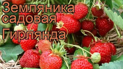 Земляника гирлянда: Яркое изображение для скачивания