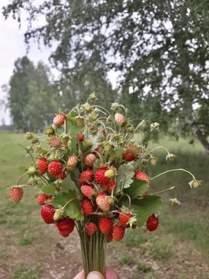 Лес и земляника на фото - выберите подходящий формат для скачивания