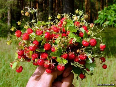 Загадочные фотки земляники скачать бесплатно