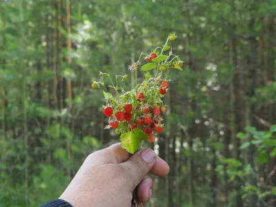 Фото Земляники в лесу: освежающая картина природы