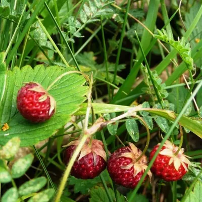 Фотография изысканных ягод Земляники в лесной роще