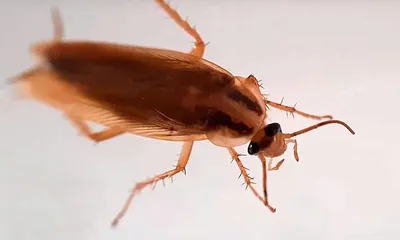 Земляные тараканы: фотографии и истории