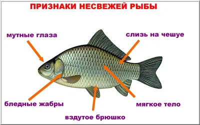 Фото жабр рыбы в формате png: подходит для прозрачных фонов