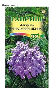 Жакаранда фиалковое дерево: Фото в различных размерах