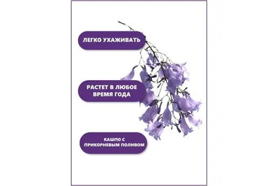 Обои на рабочий стол жакаранды: наслаждайтесь видом фиалкового дерева