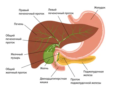 Узнайте больше: Фотографии Желчи Человека на ваш вкус