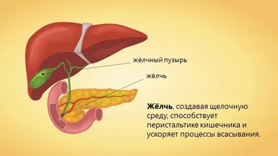 Фотоискусство: Желчь Человека в разнообразных ракурсах