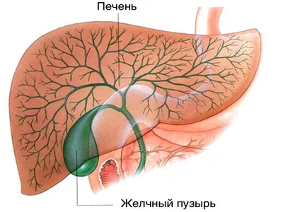 20 Уникальных изображений Желчи с возможностью выбора формата