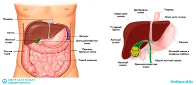 Желчь Человека в деталях: Фотографии для ценителей