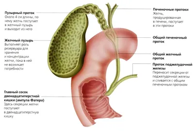 Очарование Желчи Человека: Фото в разнообразных размерах