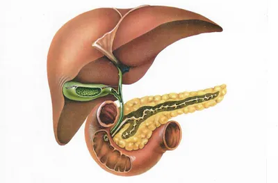 Потрясающие изображения Желчи в высоком качестве