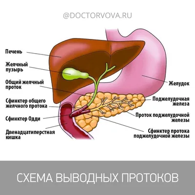 Эмоциональные моменты: Фотографии Желчи в разрешении по вашему выбору