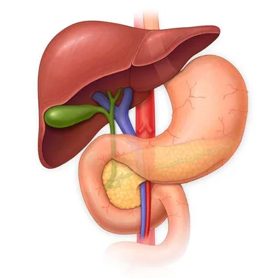 Картинка Желчного Пузыря: JPG и PNG Варианты Доступны
