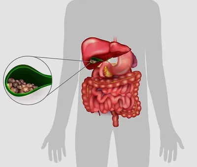 Фото Желчного Пузыря Человека: Отличное Качество в WebP