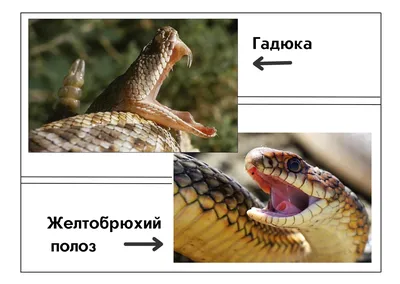 Фотка желтобрюх змеи - изящество движения