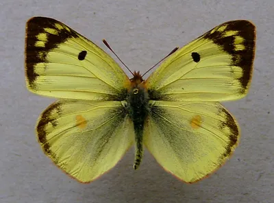 Желтушка бабочка  фото