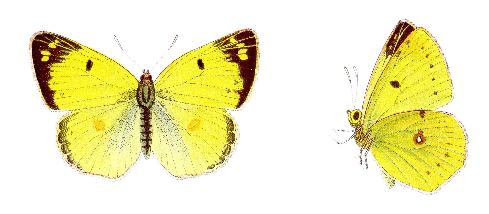 Бабочка лимонница рисунок. Желтушка Шафрановая бабочка. Желтушка торфяниковая бабочка. Бабочка желтушка ракитниковая. Желтушка Луговая бабочка.