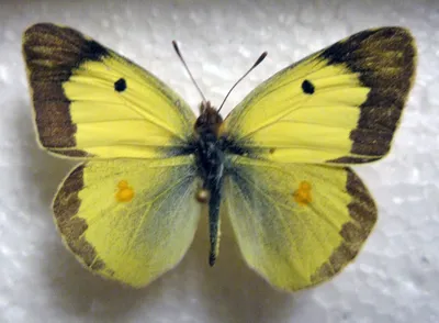 Изображение желтушки бабочки в формате PNG