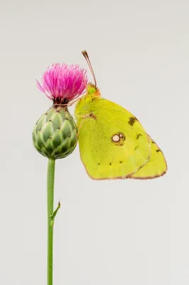 Уникальная фотография желтушки бабочки на белом фоне