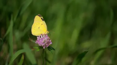 Фотка желтушки бабочки с невесомым летучим движением