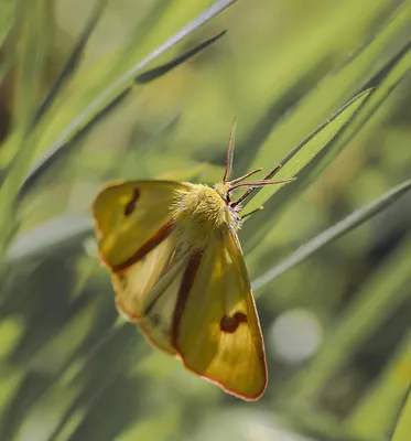 Фото желтушки бабочки в окружении других бабочек