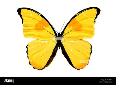 Фото желтых бабочек для скачивания в формате PNG