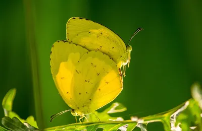 Желтые бабочки в формате PNG для дизайнеров