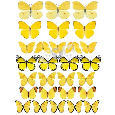 Фотография желтых бабочек с прозрачным фоном в формате PNG