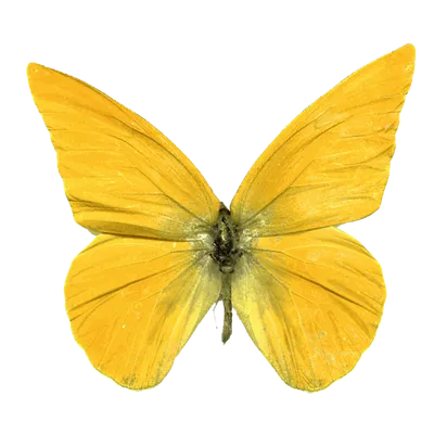 Изображение желтых бабочек с макросъемкой