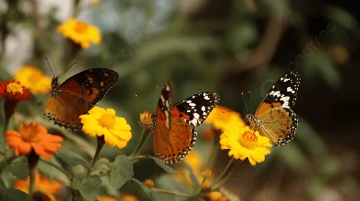 Желтые бабочки на экзотическом цветке