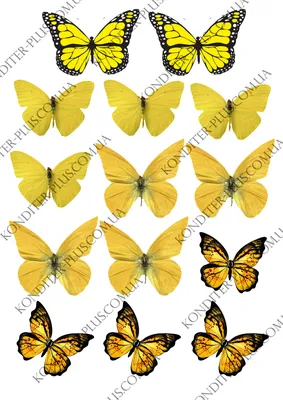 Фотография желтых бабочек в высоком разрешении