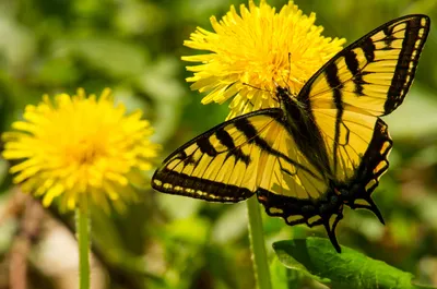 Фотка желтых бабочек в черно-белом исполнении