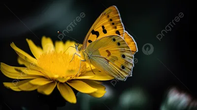 Изображение желтых бабочек в зимнем ландшафте