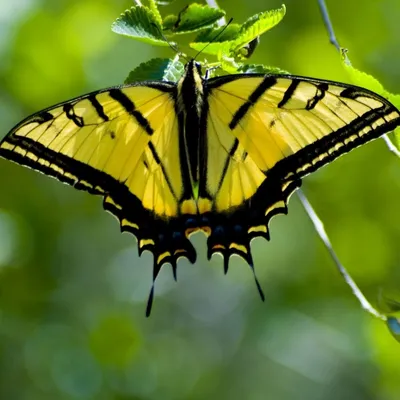 Фотография желтых бабочек на светлом фоне