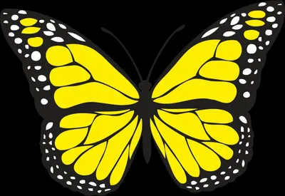 Фото желтых бабочек в лучах заката