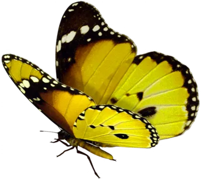 Изображение желтых бабочек в цветочном букете