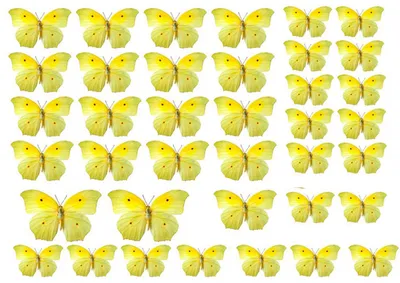 Желтые бабочки размером 1024x768 в формате JPG