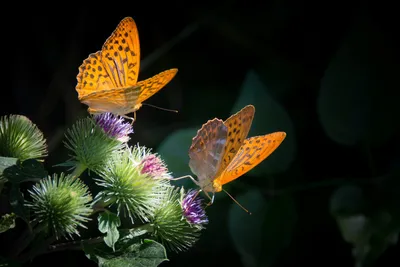 Желтые бабочки в макрофотографии с водяными каплями