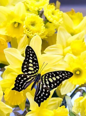 Изображение желтых бабочек в стиле минимализма