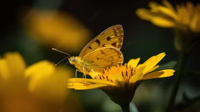 Желтые бабочки на фоне городского пейзажа