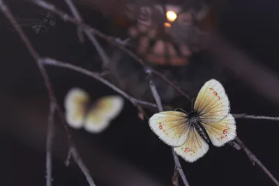 Изображение желтых бабочек с декоративными элементами