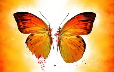 Картинка желтых бабочек в парке аттракционов