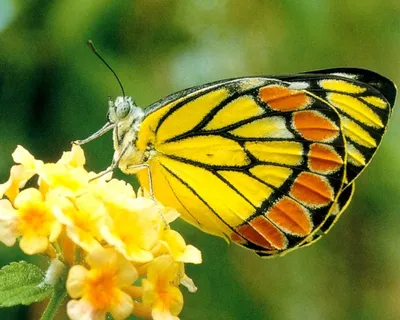 Желтые бабочки среди полевых цветов