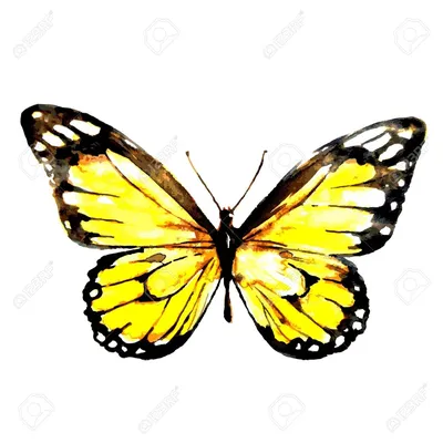 Фотография желтых бабочек на темном фоне