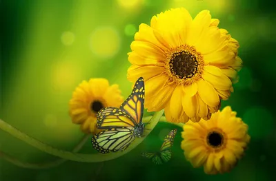 Картинка желтых бабочек в фотосессии с моделями