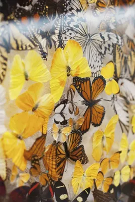 Изображение желтых бабочек с прозрачным эффектом