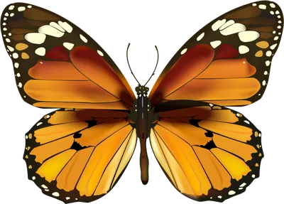 Фотка желтых бабочек в движении